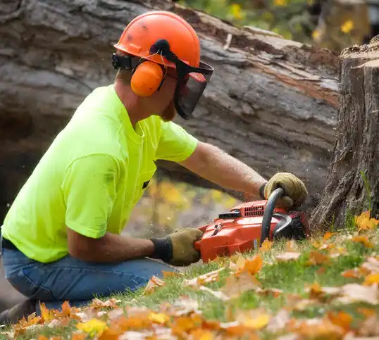 tree services Muskegon Heights